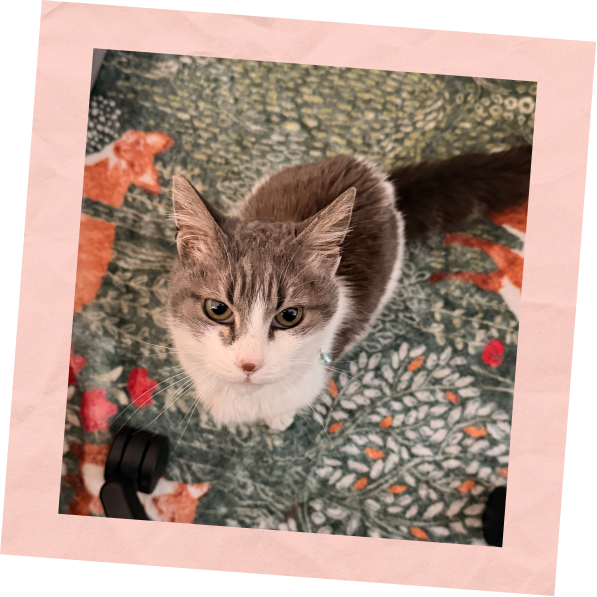 Cherry the cat
