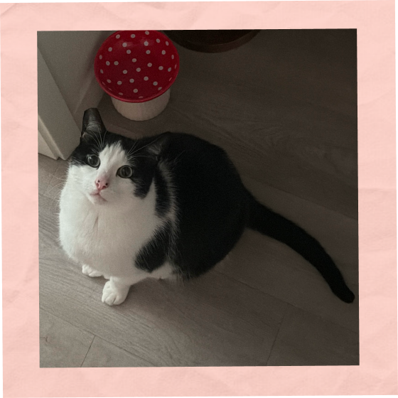 Jack the cat